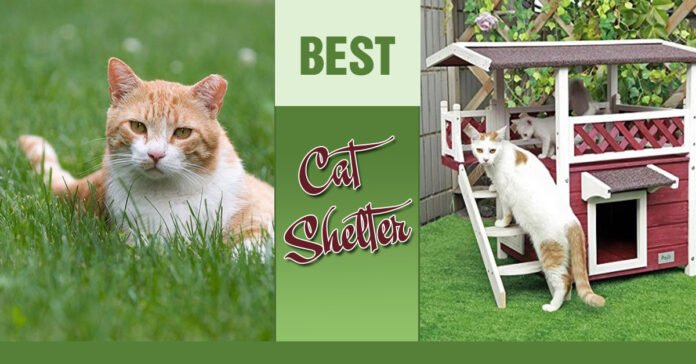 Best Outdoor Cat House