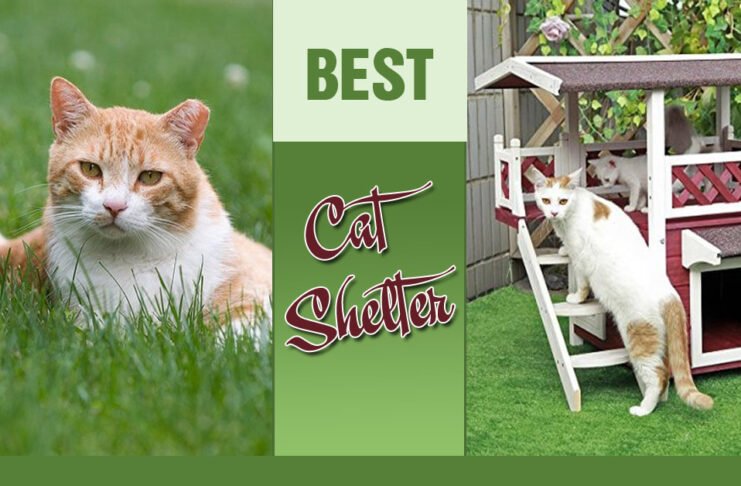 Best Outdoor Cat House