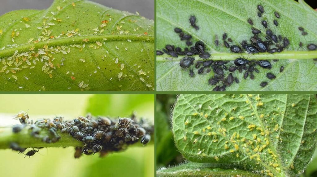 aphids on leaf underside close-up garden pest