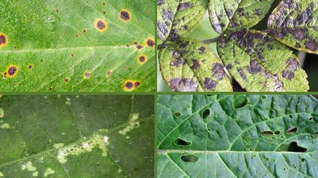 close-up leaf pest damage showing holes curling and pest signs