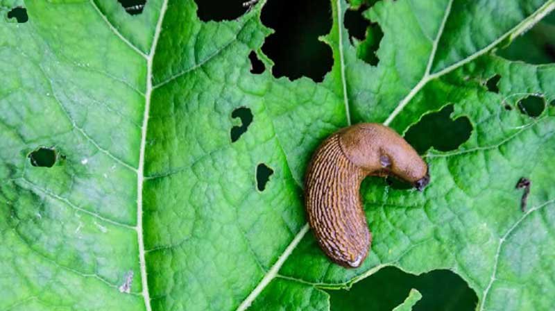 caterpillar chewing garden leaf skeletonized damage close-up