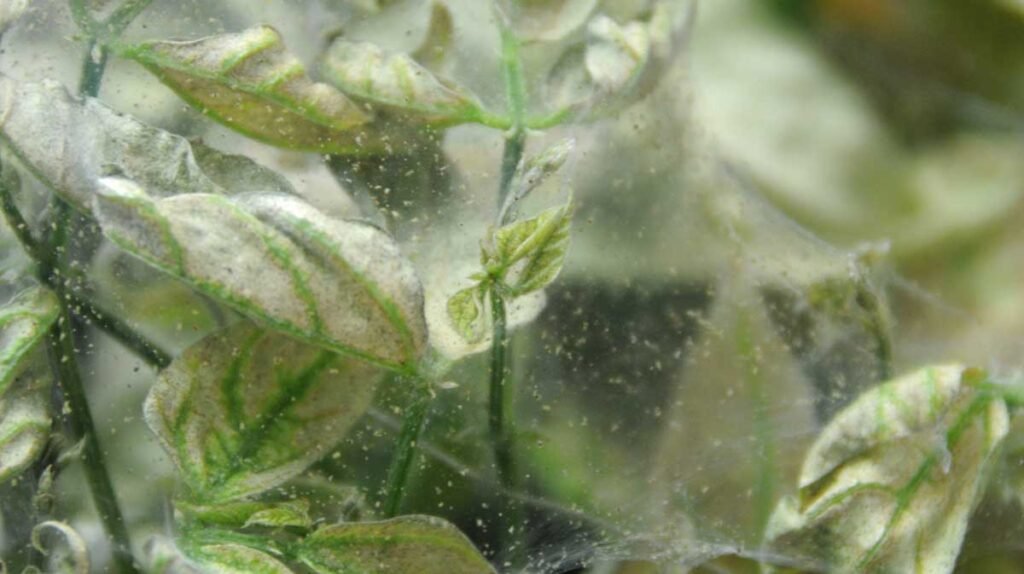spider mite webbing and speckled leaf damage close-up