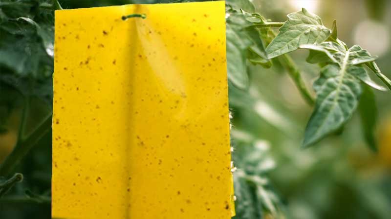whiteflies caught on yellow sticky trap in garden